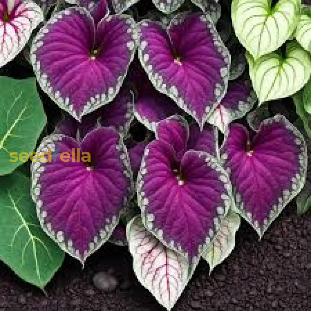 Caladium Bicolor Violet Flower Seeds  Easy Planting For Vibrant Gardens Plant Seeds