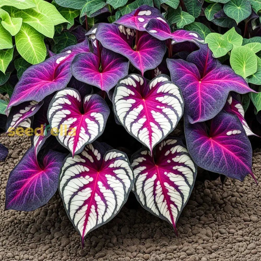 Caladium Bicolor Violet Flower Seeds  Easy Planting For Vibrant Gardens Plant Seeds