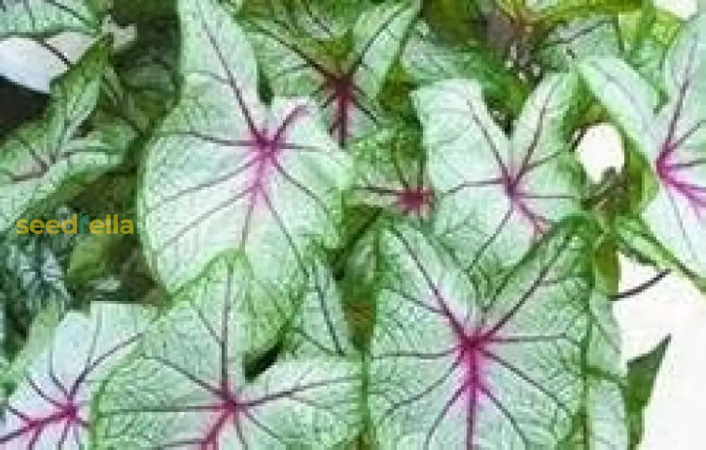 Caladium Seeds Planting Guide: Tips For Successful Growth Plant Seeds