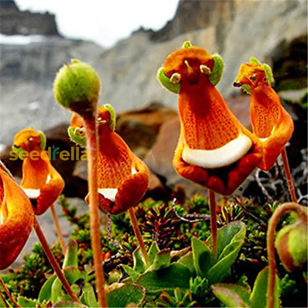 Calceolaria Uniflora Flower Seeds For Planting  Unique And Vibrant Blooms