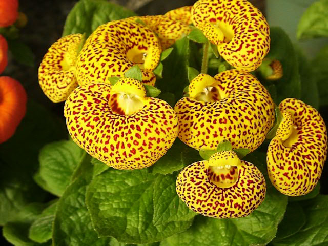 Calceolaria Yellow Pouch-Shaped Blooms in Garden