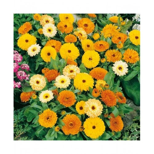 Mixed Color Pot Marigold Flowers Blooming in Garden Bed