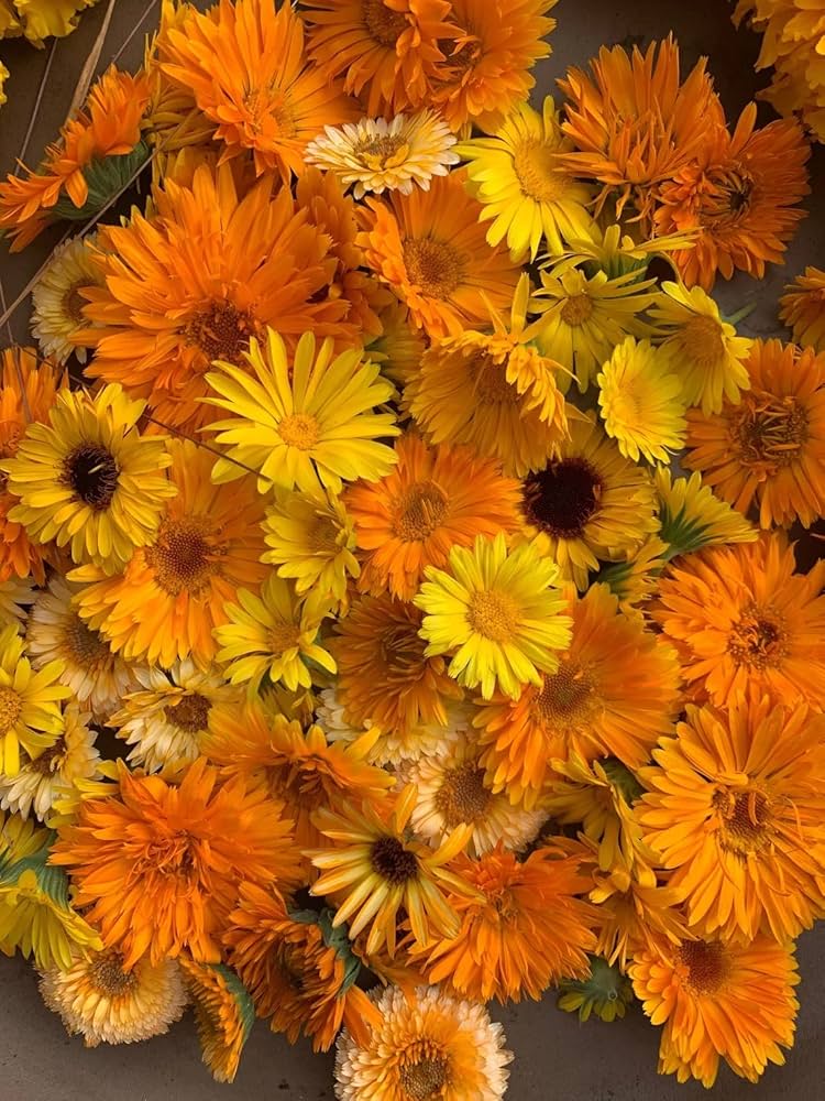 Calendula officinalis grown from seeds with golden blooms