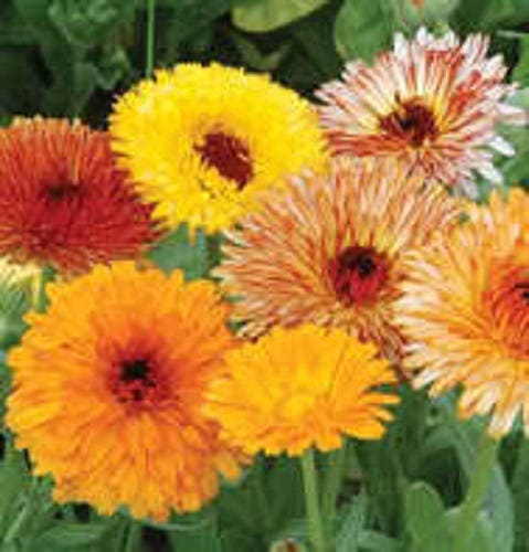 Calendula Officinalis Non-GMO Pot Marigold Seeds for Planting