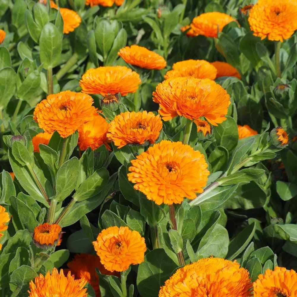 Young Marigold Seedlings Sprouting from Non-GMO Pacific Beauty Seeds