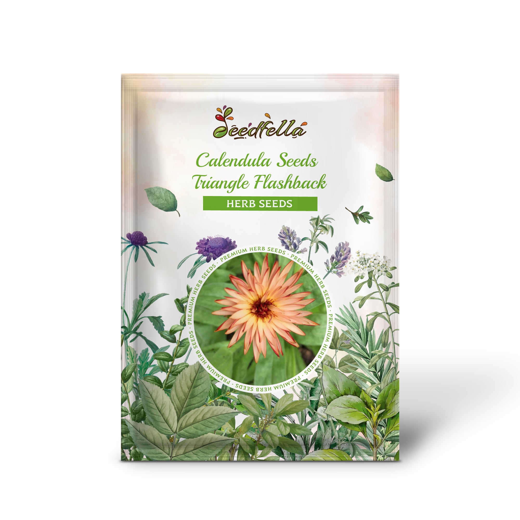 Bicolor Triangle Flashback Calendula flowers grown from seeds