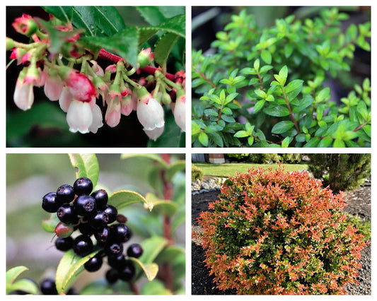 California Evergreen Huckleberry (Vaccinium ovatum) fruit shrub seeds