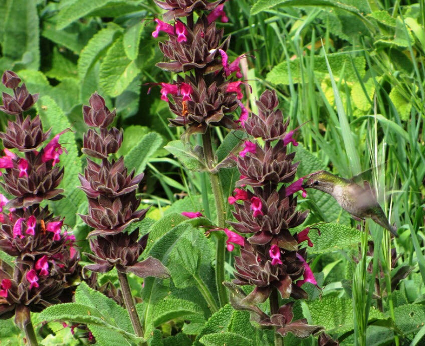 Magenta blooms on mature California Hummingbird Sage plant