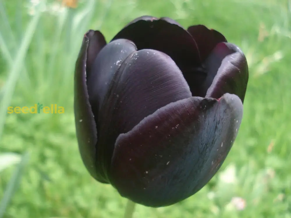 California Poppy Flower Tulip Black Seeds For Planting - Elegant Purple Stunning Gardens 100 Pcs