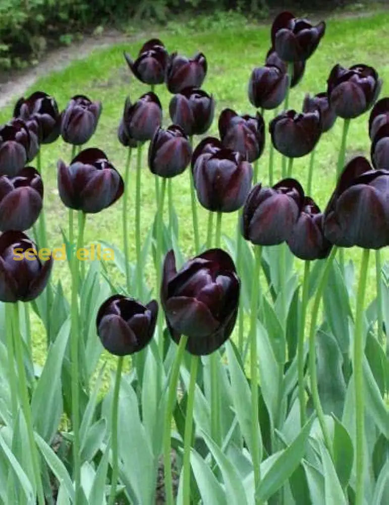 California Poppy Flower Tulip Black Seeds For Planting - Elegant Purple Stunning Gardens 100 Pcs