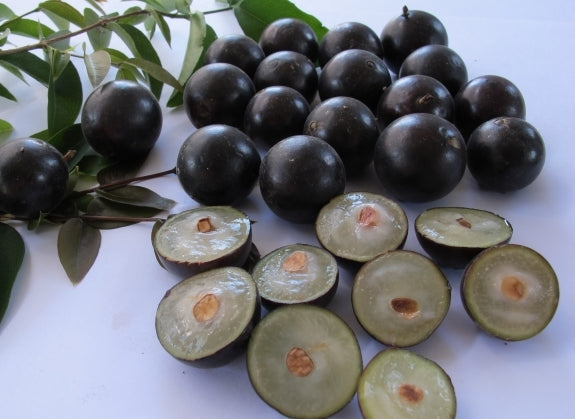 Black Jabuticaba Fruit Seeds For Planting - Grow Unique Fruits At Home