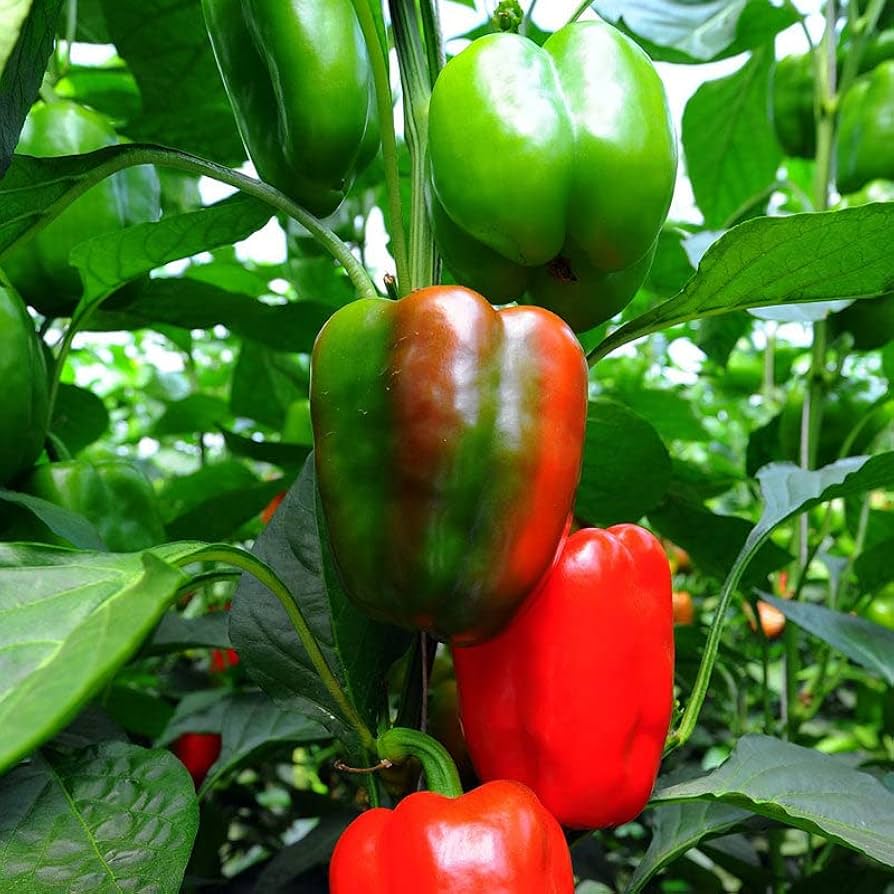 California Wonder pepper seeds Non-GMO bell peppers