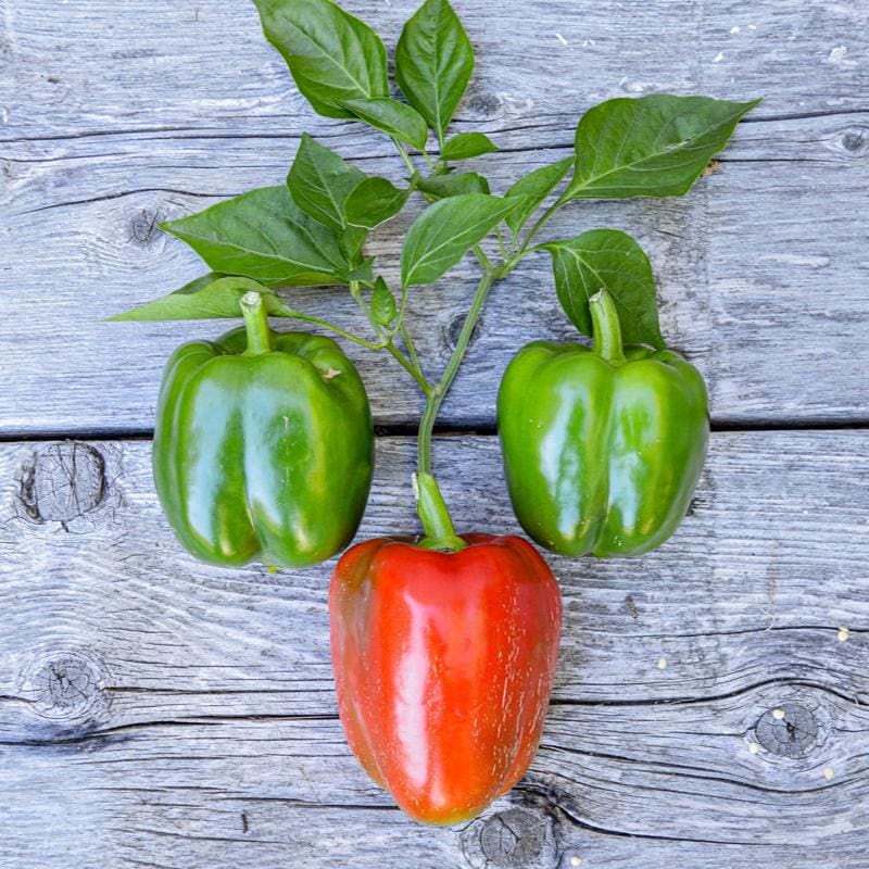 California Wonder pepper plants growing in garden