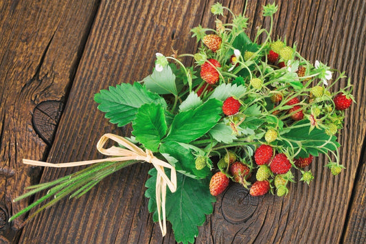 California Woodland Strawberry (Fragaria vesca bracteata) seeds for planting