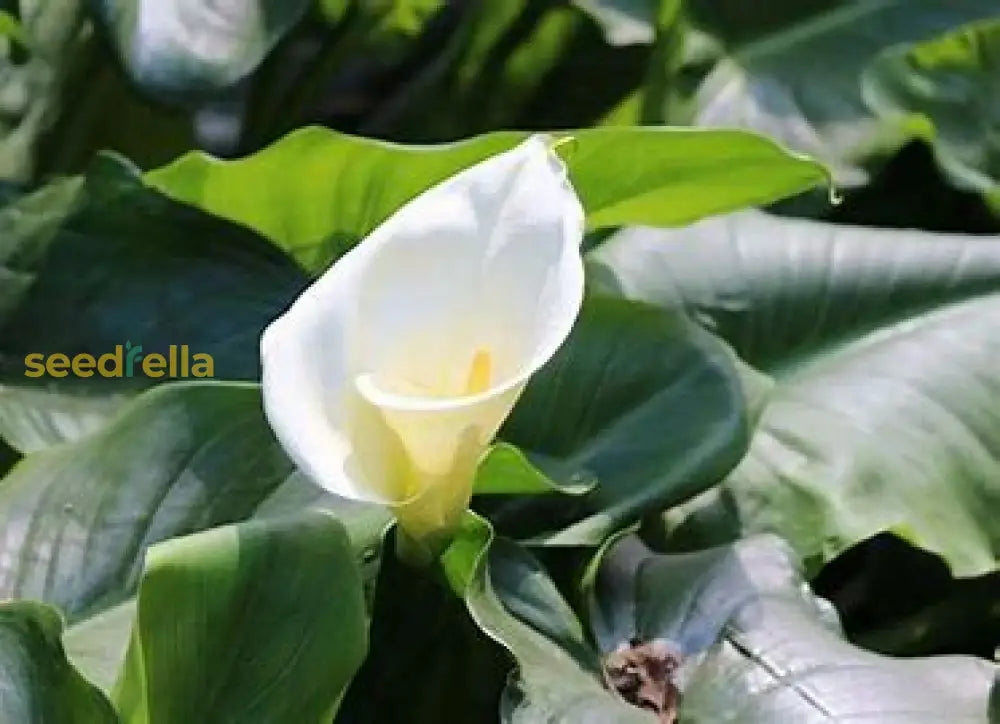 Calla Flower Seeds For Easy Planting