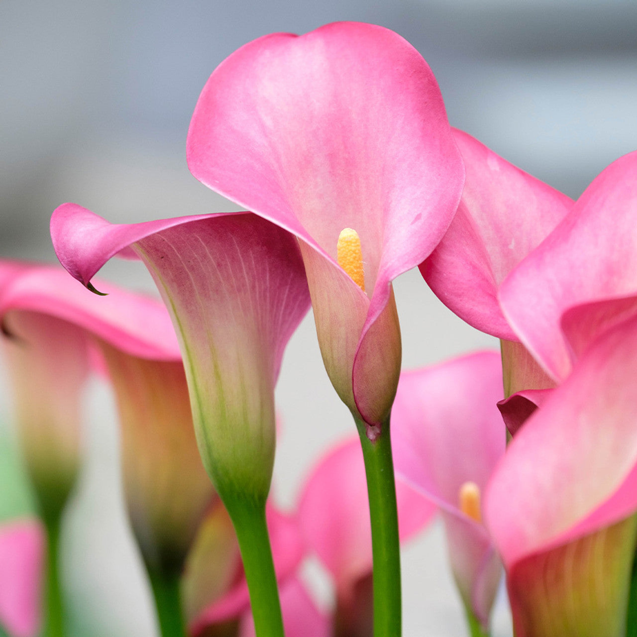 Calla flower seeds for perennial garden planting
