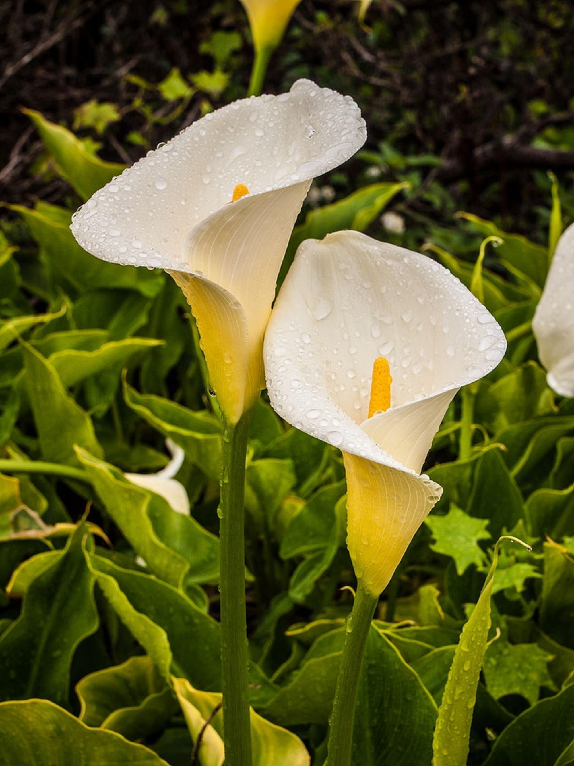 Calla Farm Calla Seeds – Calla Flower Seeds for Easy Planting