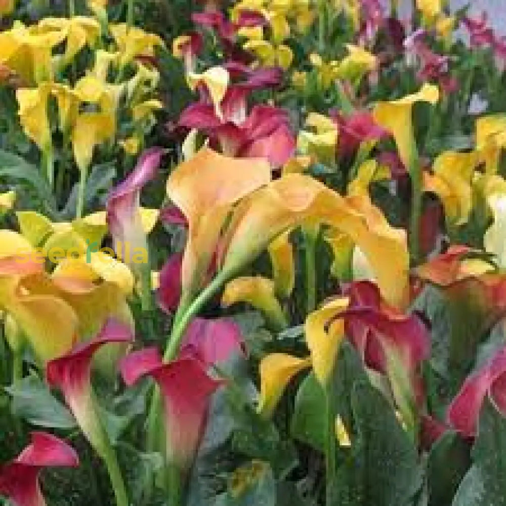 Calla Lilies Mix Flower Seeds For Planting | Vibrant Colorful Blooms