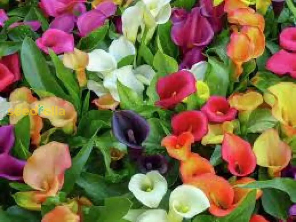 Calla Lilies Mix Flower Seeds For Planting | Vibrant Colorful Blooms