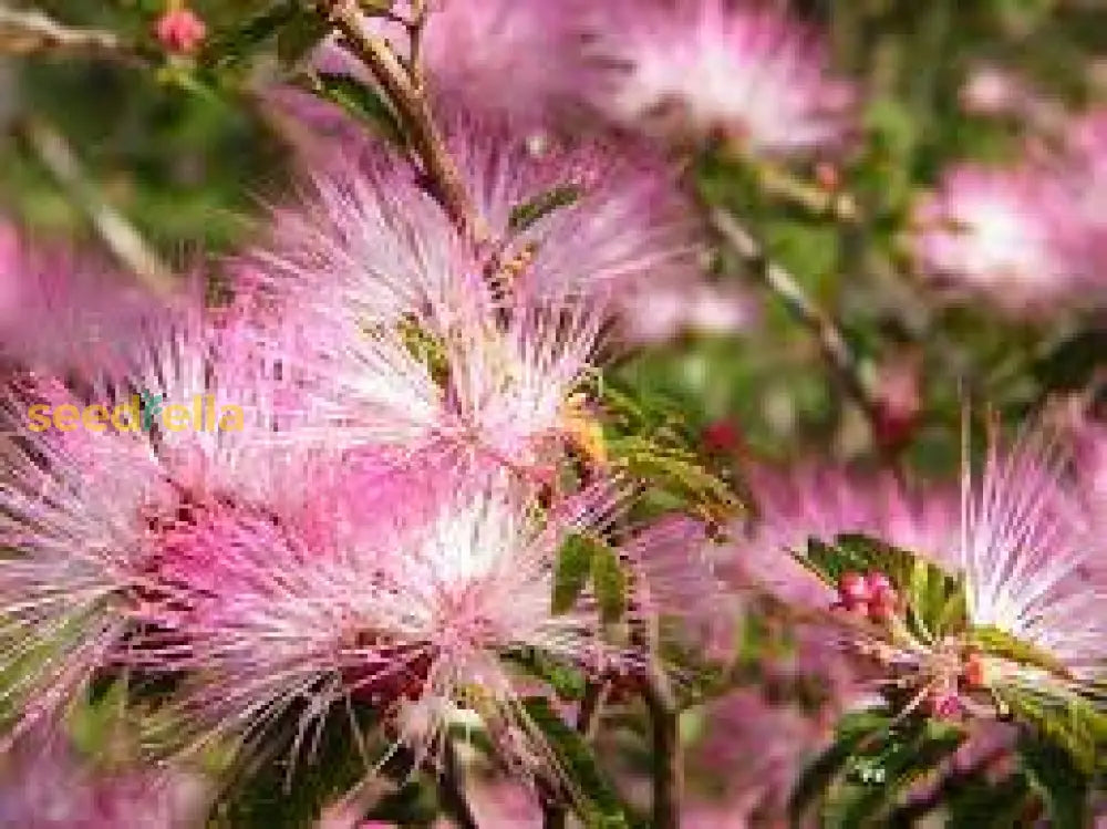 Calliandra Eriophylla Pink Seeds For Planting  Desert Fairy Duster Flower