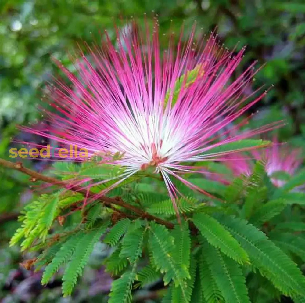 Calliandra Eriophylla Pink Seeds For Planting  Desert Fairy Duster Flower