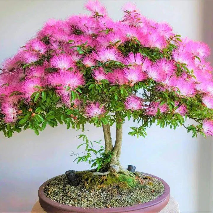 Pink Calliandra Eriophylla seeds for low-maintenance garden planting

