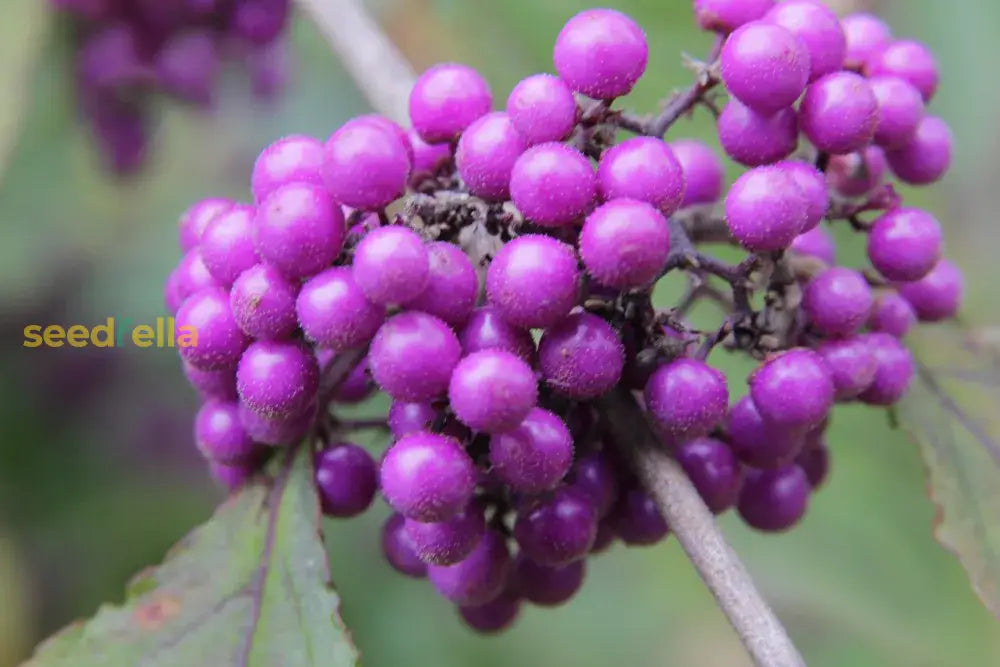Callicarpa Shrub with Violet Berries in Bloom