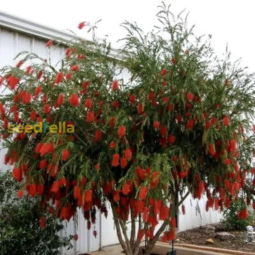 Callistemon Citrinus Seeds Planting Guide Flower