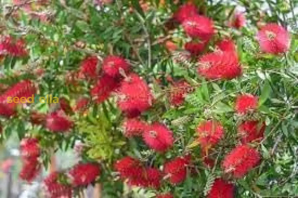 Callistemon Citrinus Seeds Planting Guide Flower