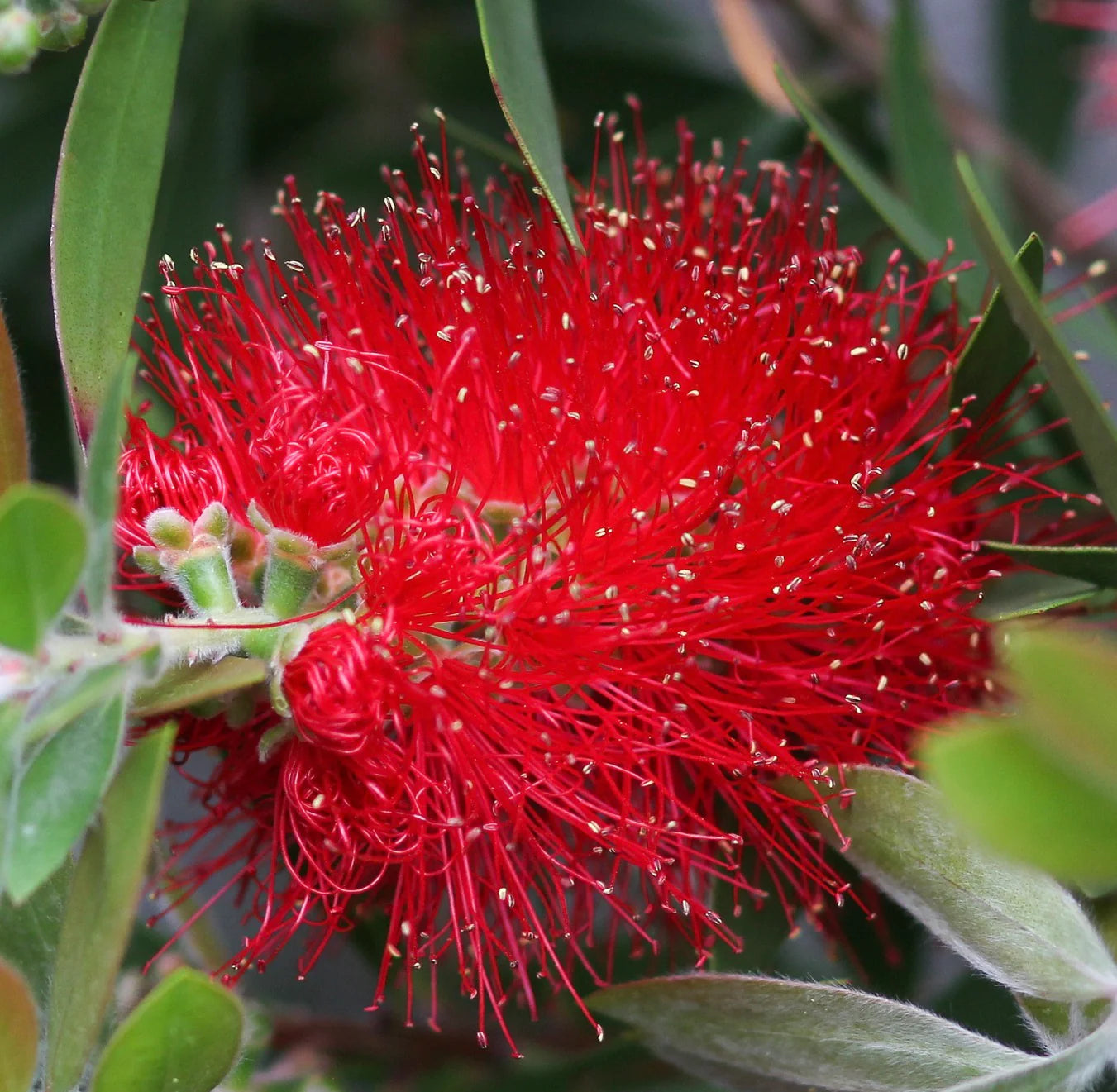  Callistemon Citrinus seeds for planting red bottlebrush plants