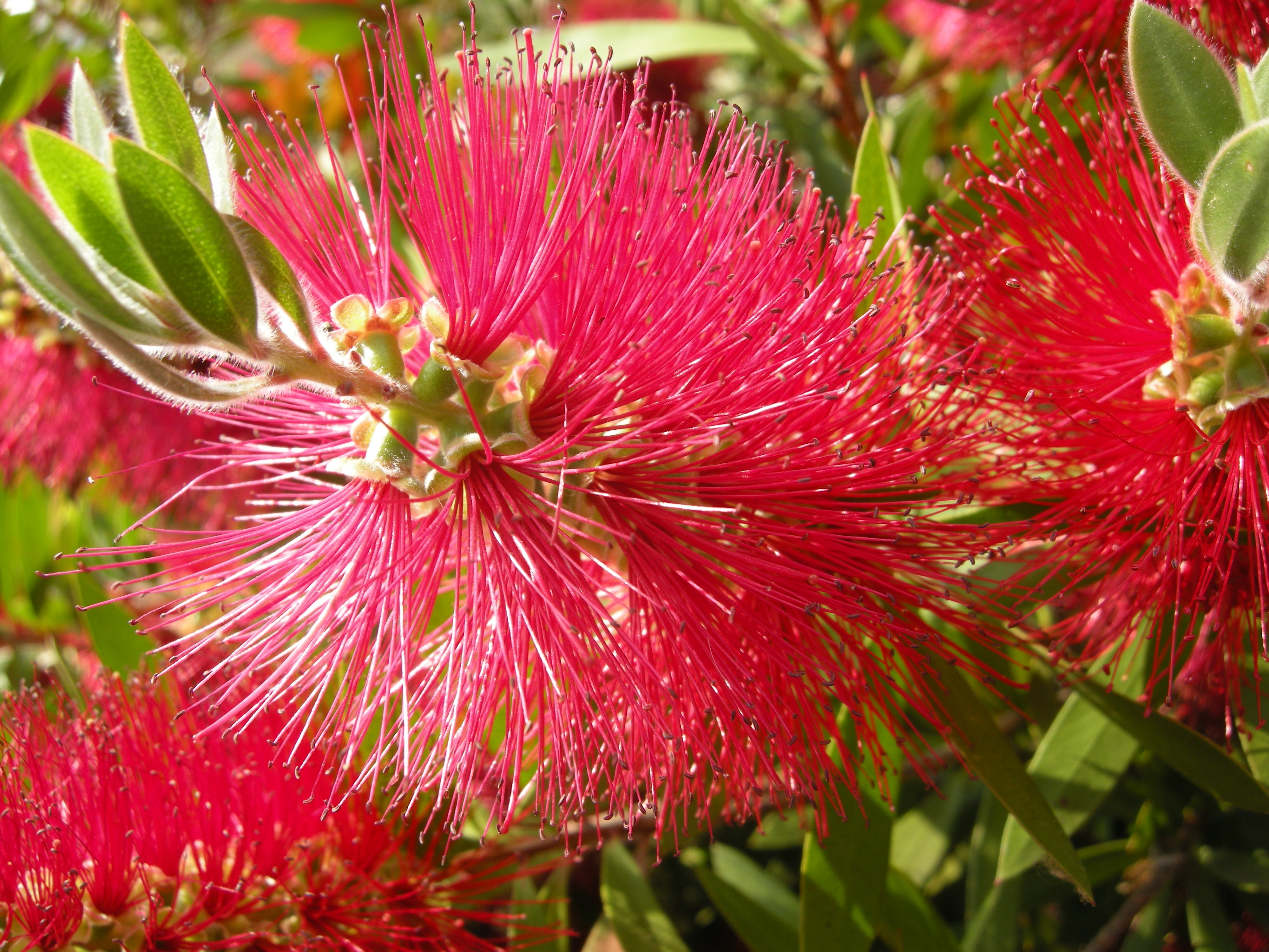Alt: Red Bottlebrush plant grown from Callistemon Citrinus seeds