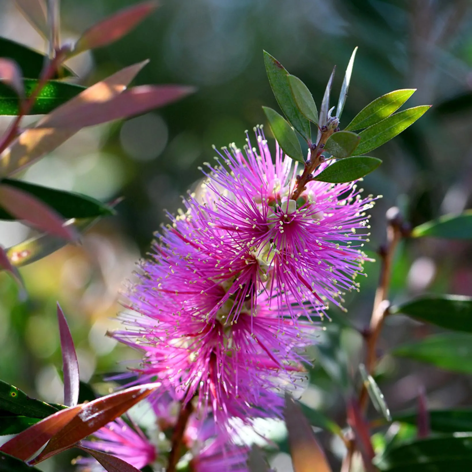 Callistemon Violaceus Seeds for Planting