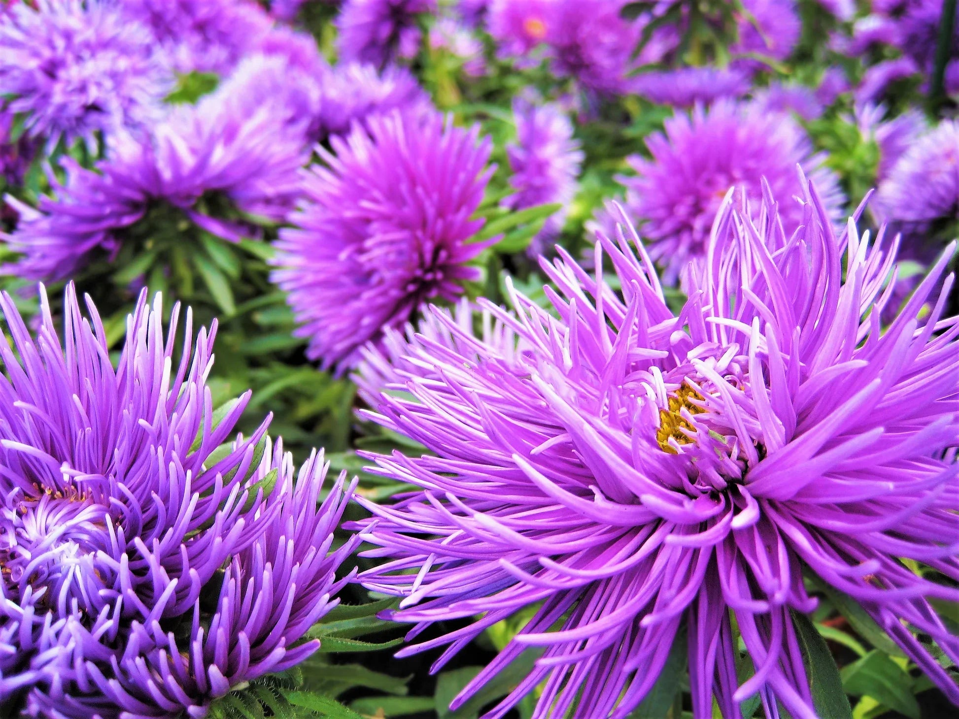 Callistephus Violet Flowers for Garden Borders
