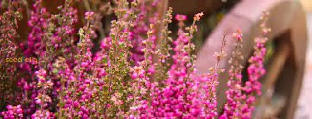 Calluna Vulgaris Flower Planting Seeds - Vibrant Perennial Garden For Your Outdoor Space