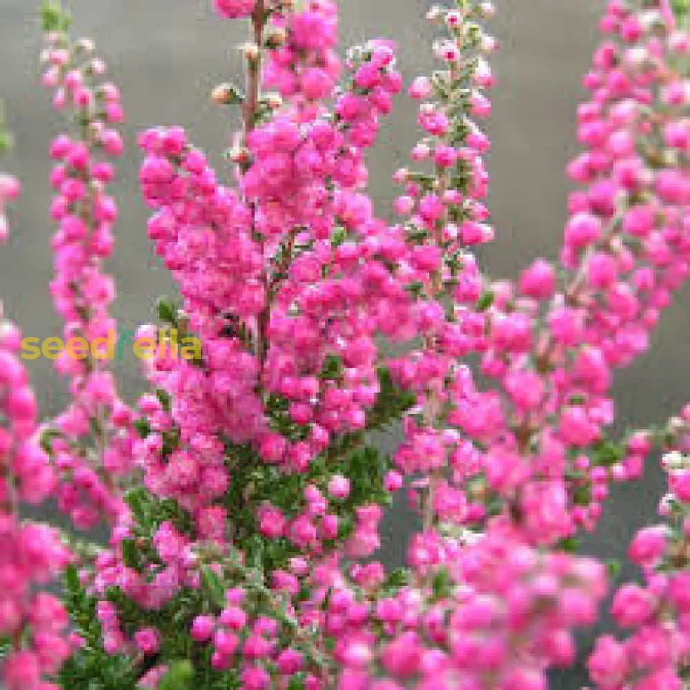 Calluna Vulgaris Flower Planting Seeds - Vibrant Perennial Garden For Your Outdoor Space