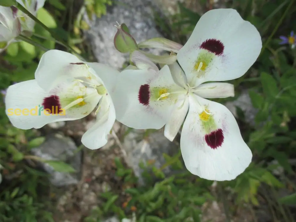 Calochortus Flower Seeds For Planting | Unique And Beautiful Blooms