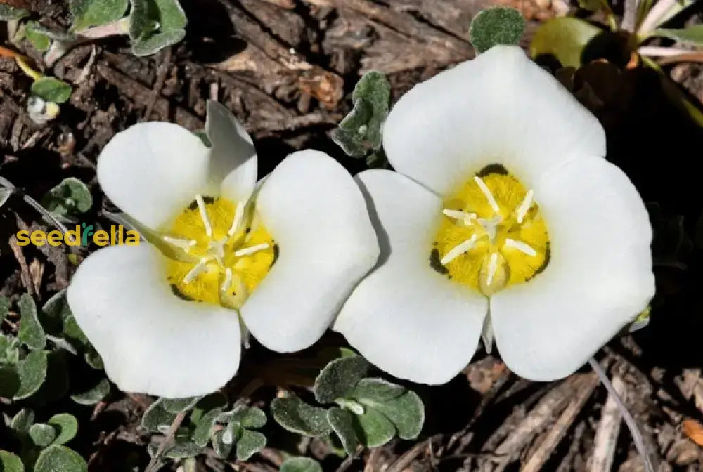 Calochortus Flower Seeds For Planting | Unique And Beautiful Blooms