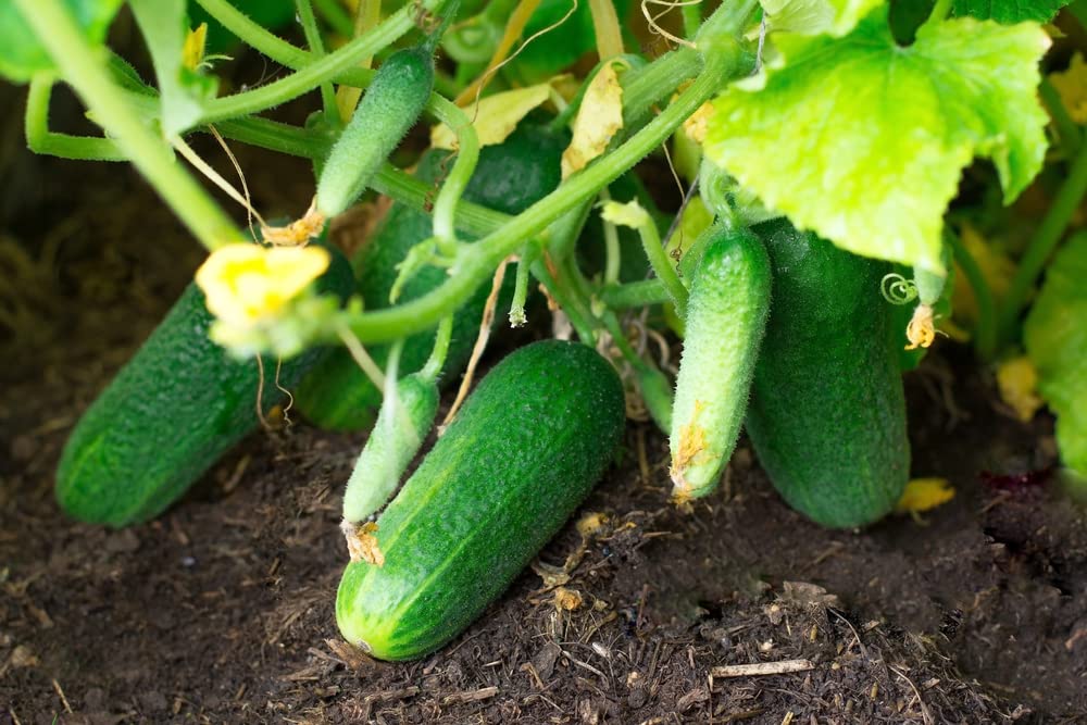Calypso cucumber Cucumis sativus seeds for planting in garden