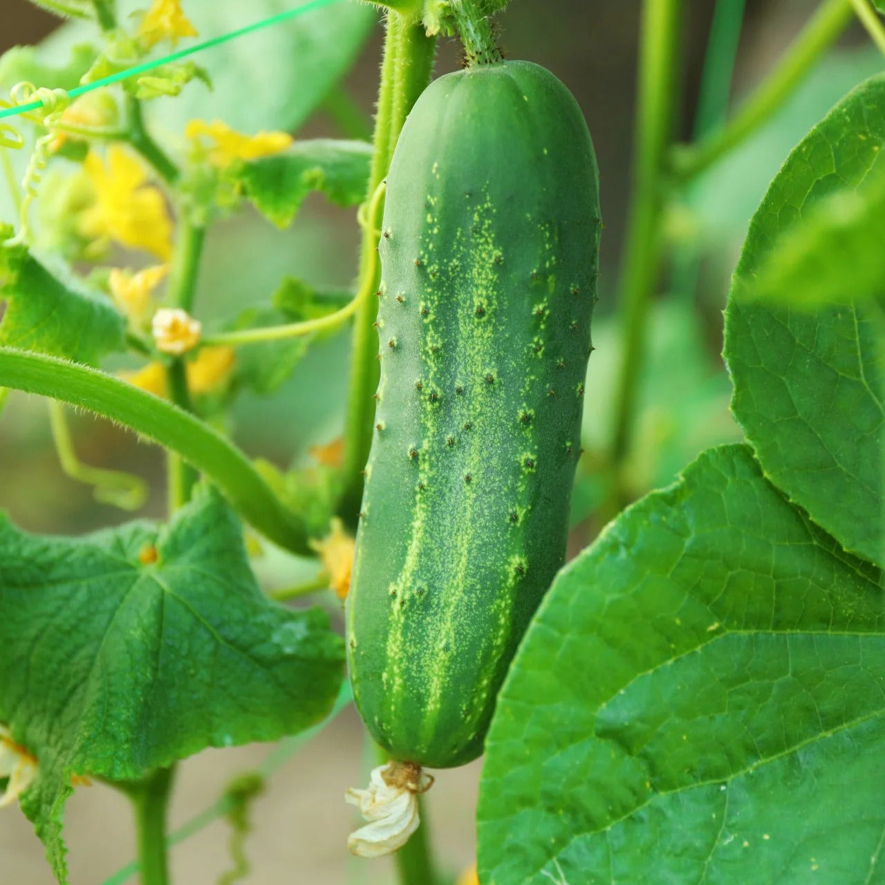 Calypso cucumber vines growing in home garden bed