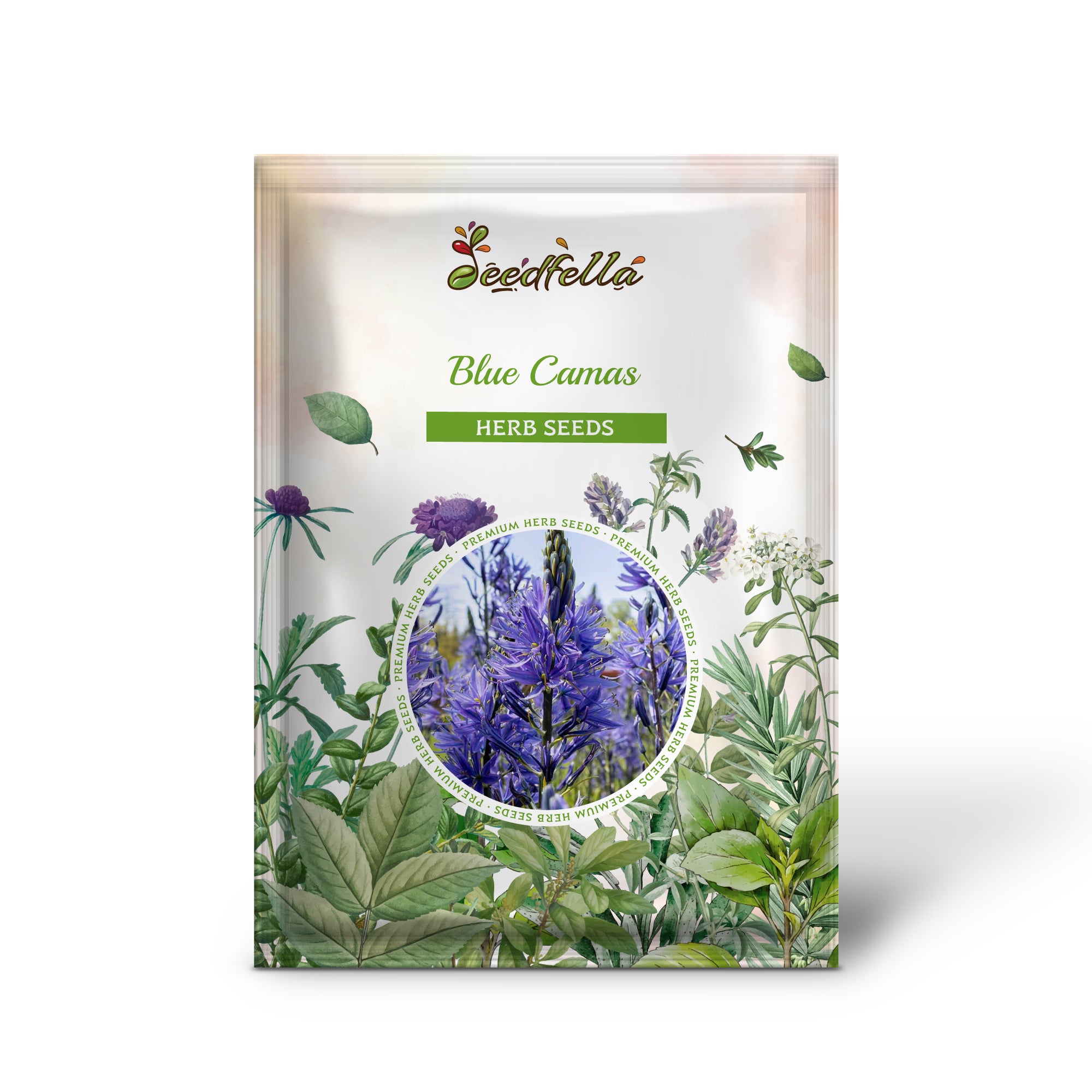 Close-Up of Blue Camas Camassia quamash Star-Shaped Flowers