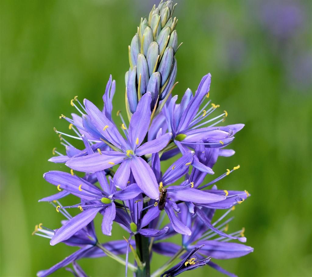 Blue Camas Seedlings Sprouting in Garden Soil