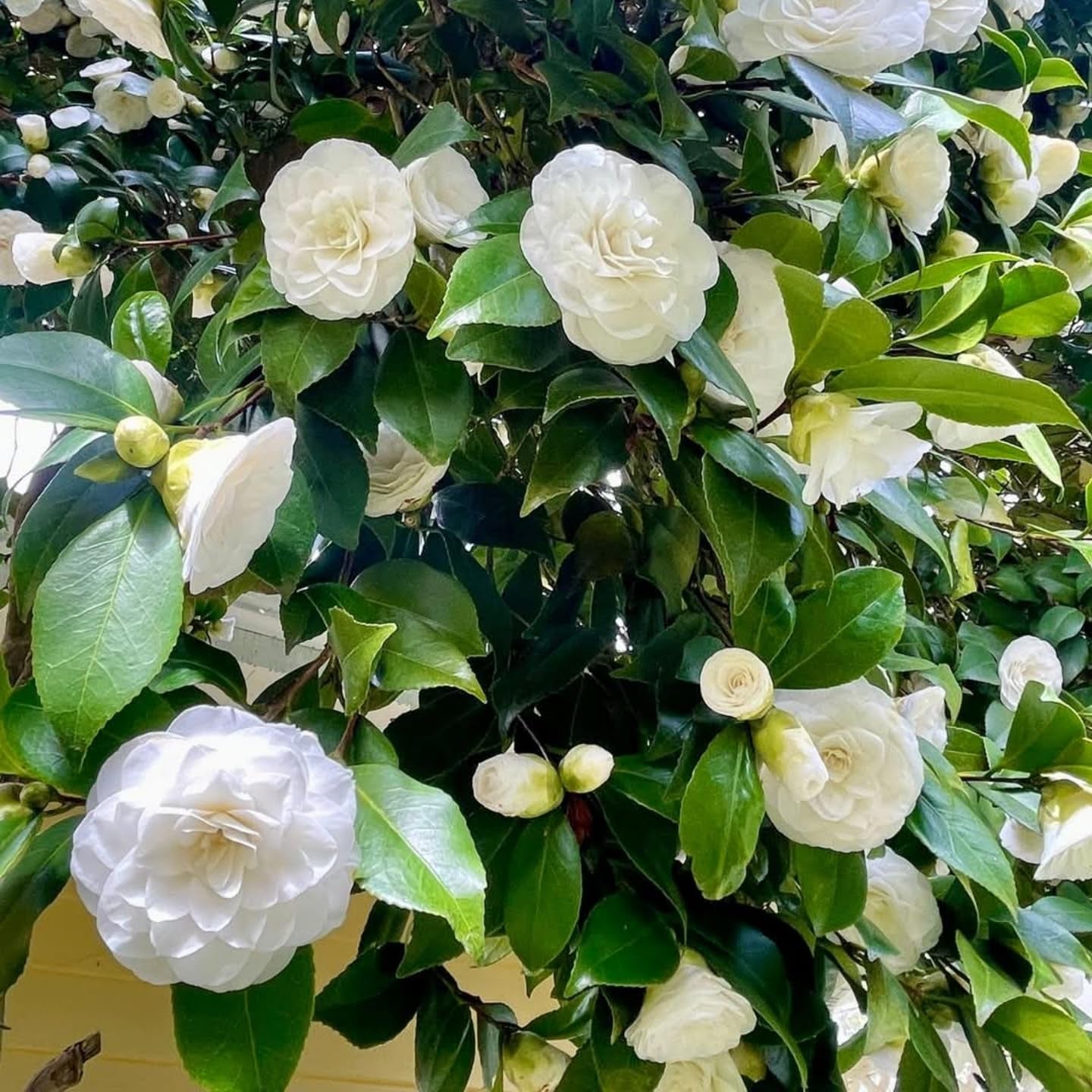 Close-up of Camellia flower petals