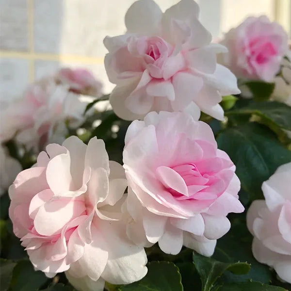 Close-Up of Pale Pink Balsam Camellia Blossom