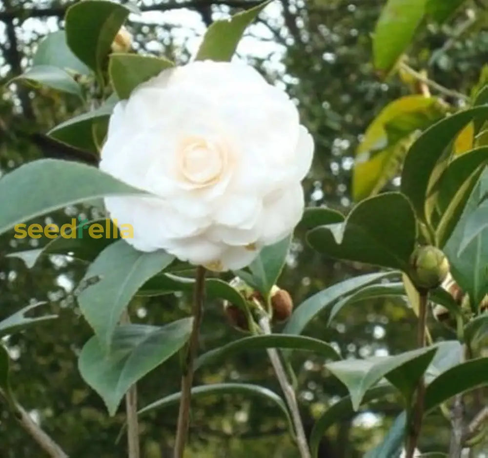 Camellia Flower Seeds: Planting Instructions For Vibrant Blooms