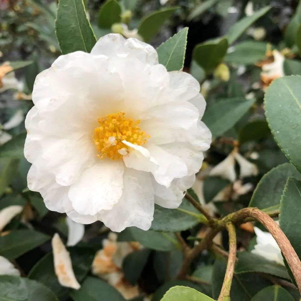 Camellia Flower Seeds for Planting