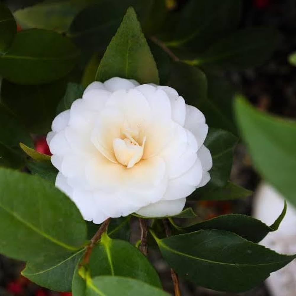 Camellia plants growing in garden borders