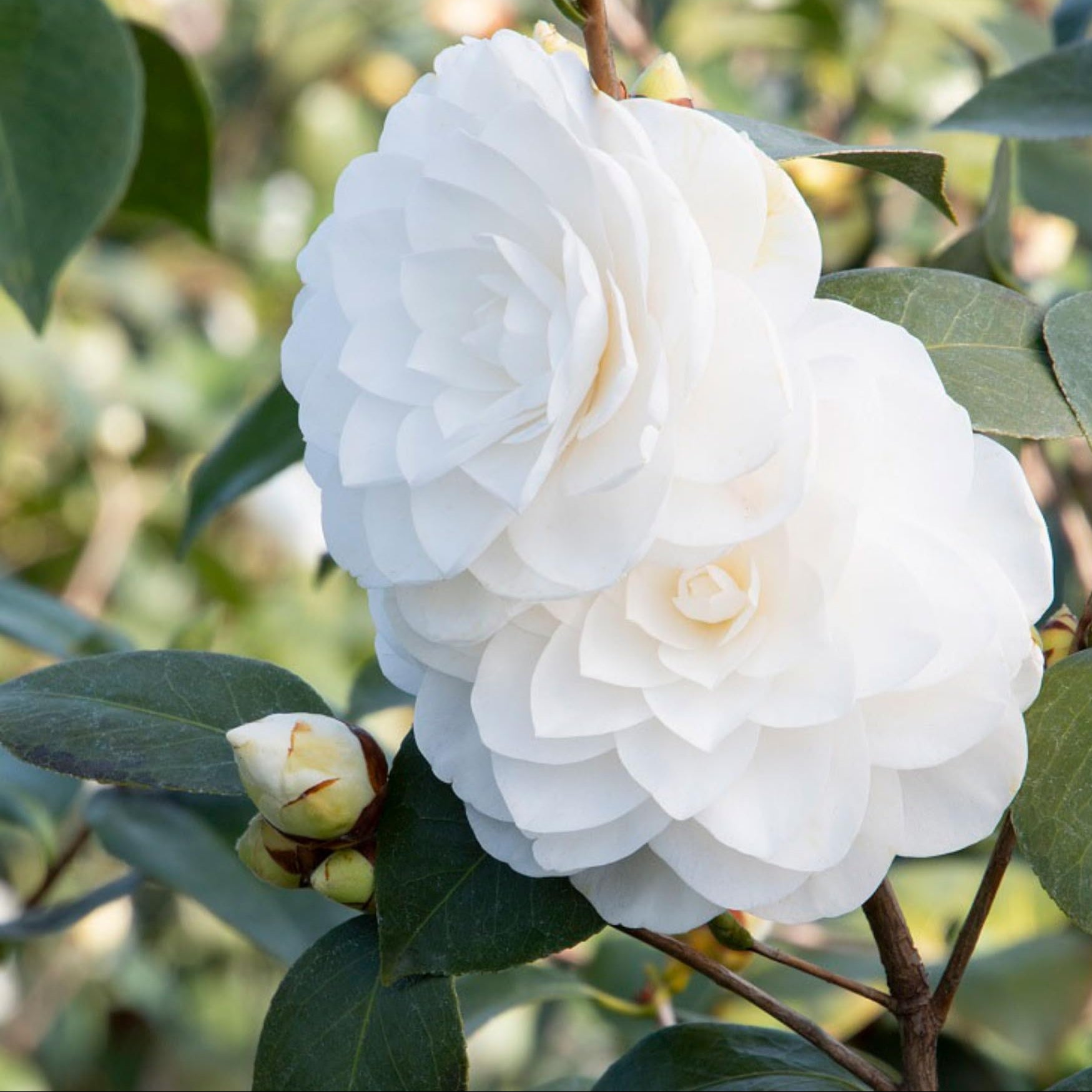 Camellia flowers planted in decorative pots