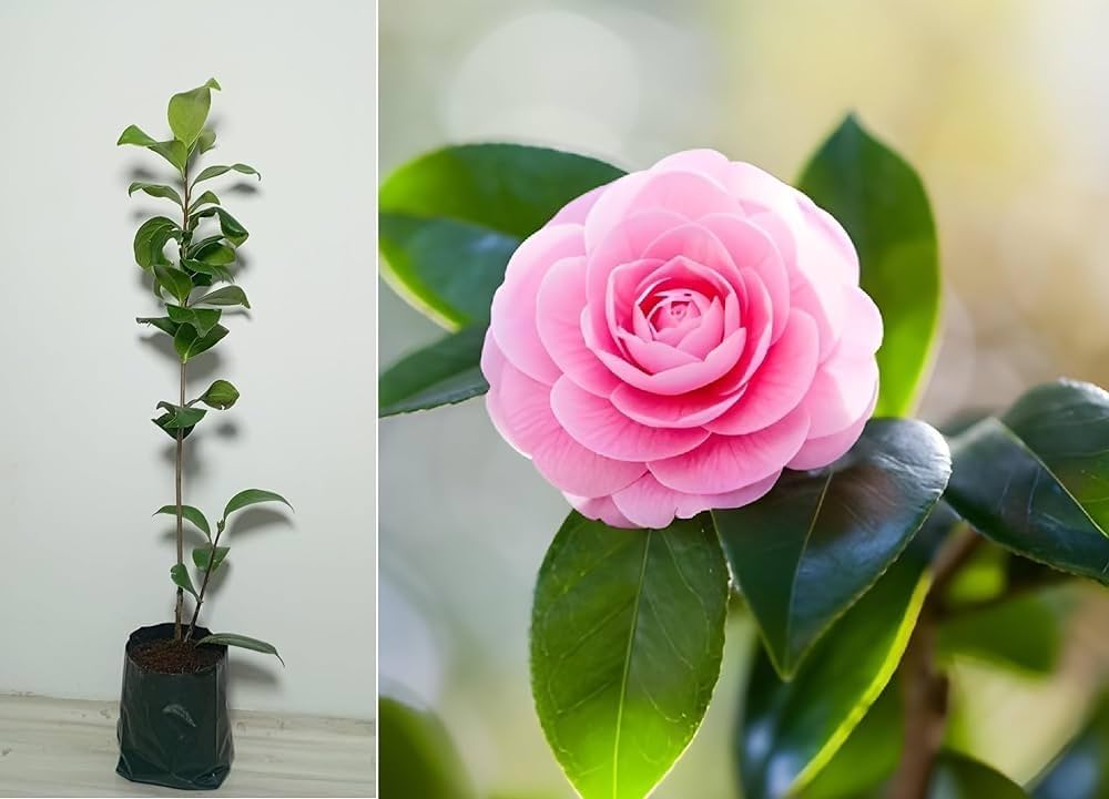 Camellia Japonica Light Pink Blooms in Garden