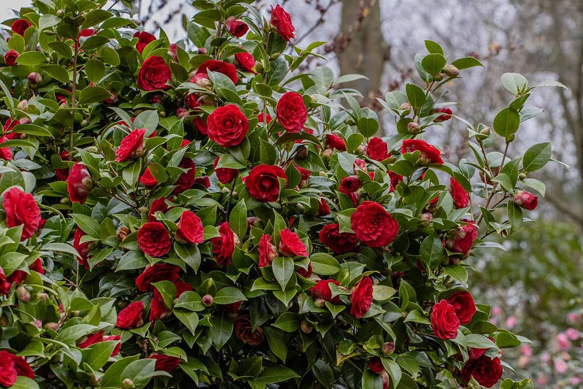 Camellia Red Flower Seeds for Planting – Graceful Garden Blooms