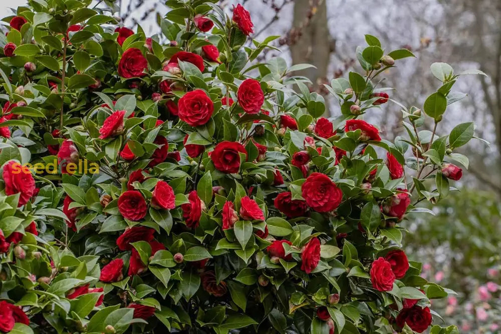 Camellia Red Flowers Seeds - Planting Graceful Blooms For A Stunning Garden Display Flower